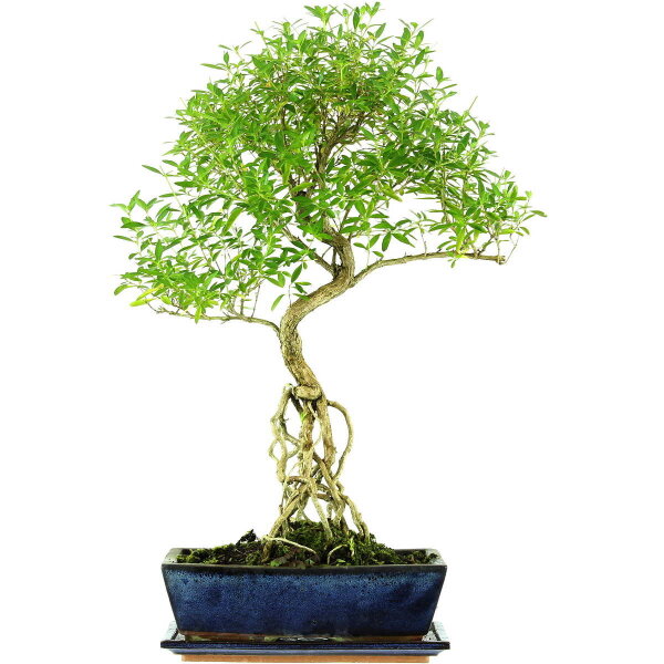 Serissa, Bonsai, 12 años, 61cm