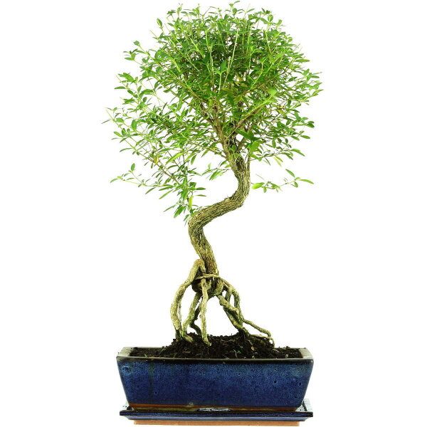 Snowrose, Bonsai, 12 years, 59cm