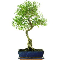 Junischnee, Bonsai, 12 Jahre, 60cm