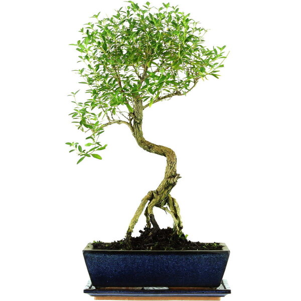 Snowrose, Bonsai, 12 years, 54cm