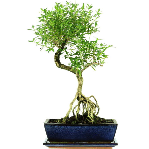 Serissa, Bonsai, 12 anni, 54cm