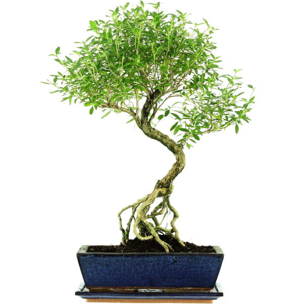 Serissa, Bonsai, 12 anni, 55cm