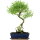 Snowrose, Bonsai, 12 years, 55cm