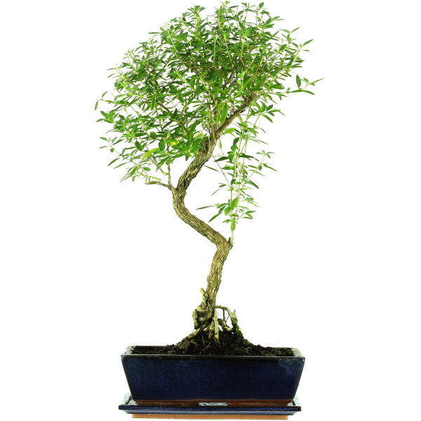 Serissa, Bonsai, 12 años, 61cm