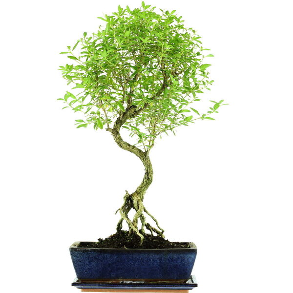 Serissa, Bonsai, 12 ans, 62cm