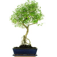 Junischnee, Bonsai, 12 Jahre, 62cm