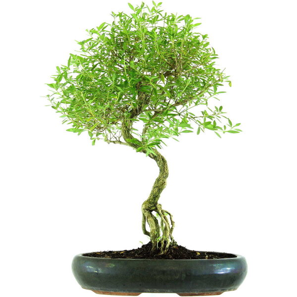 Snowrose, Bonsai, 13 years, 57cm