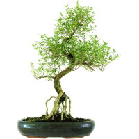 Junischnee, Bonsai, 13 Jahre, 59cm