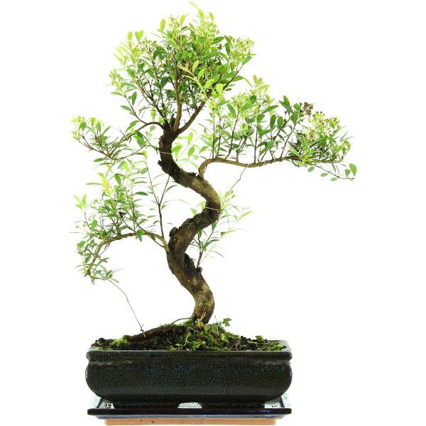 Eugenia, Bonsai, 11 ans, 46cm