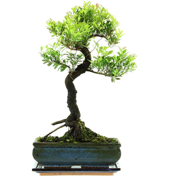 Syzygium, Bonsai, 11 letnie, §45§cm