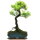 Brush cerry, Bonsai, 11 years, 45cm