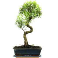 Brush cerry, Bonsai, 11 years, 46cm