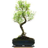 Eugenia, Bonsai, 11 ans, 49cm