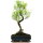 Brush cerry, Bonsai, 11 years, 49cm