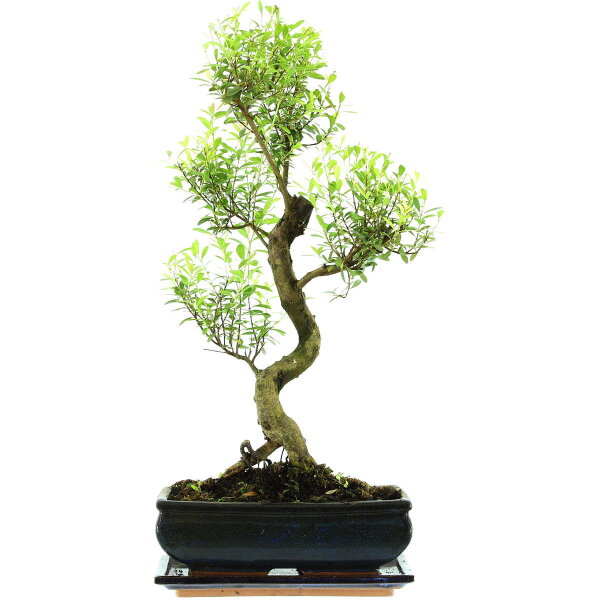 Brush cerry, Bonsai, 11 years, 52cm