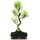 Brush cerry, Bonsai, 11 years, 52cm