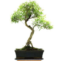 Syzygium, Bonsai, 11 años, 47cm