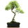 Syzygium, Bonsai, 11 letnie, §47§cm