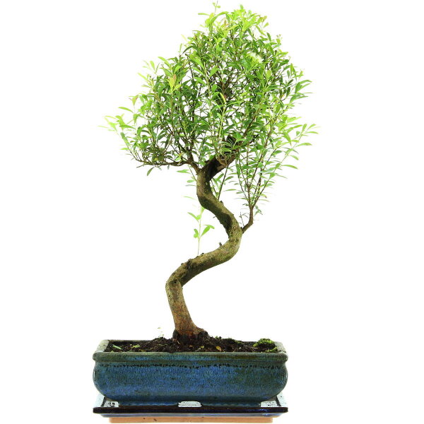 Eugenia, Bonsai, 11 anni, 49cm