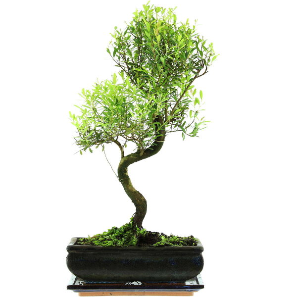 Syzygium, Bonsai, 11 letnie, §49§cm