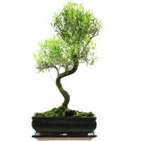 Kirschmyrte, Bonsai, 11 Jahre, 49cm