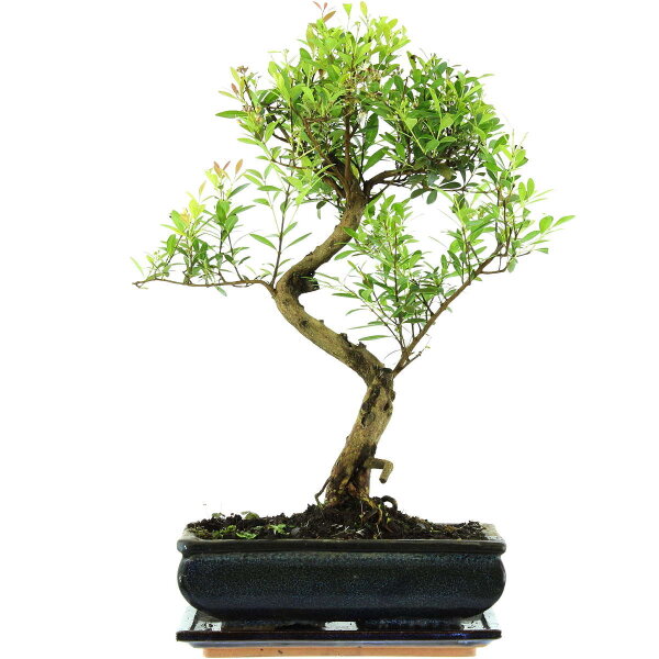 Brush cerry, Bonsai, 11 years, 46cm