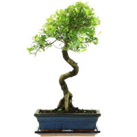 Brush cerry, Bonsai, 11 years, 46cm