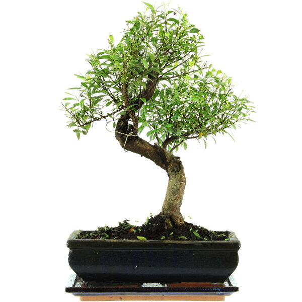 Syzygium, Bonsai, 11 años, 39cm