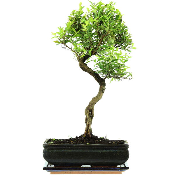 Brush cerry, Bonsai, 11 years, 46cm