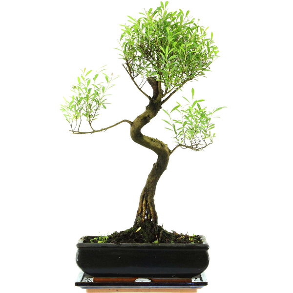 Brush cerry, Bonsai, 11 years, 50cm