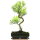 Brush cerry, Bonsai, 11 years, 49cm