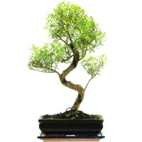 Kirschmyrte, Bonsai, 11 Jahre, 47cm