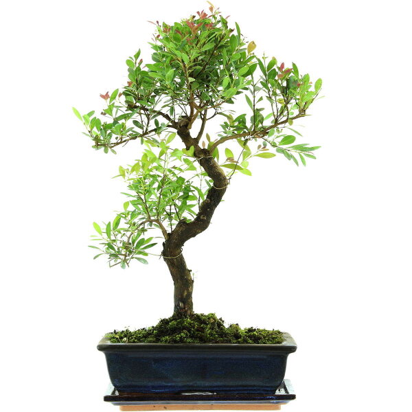 Brush cerry, Bonsai, 11 years, 46cm