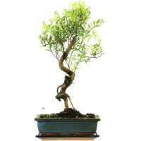 Syzygium, Bonsai, 11 años, 50cm