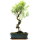 Brush cerry, Bonsai, 11 years, 50cm