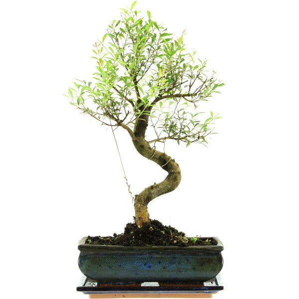 Eugenia, Bonsai, 11 ans, 46cm