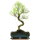 Brush cerry, Bonsai, 11 years, 46cm