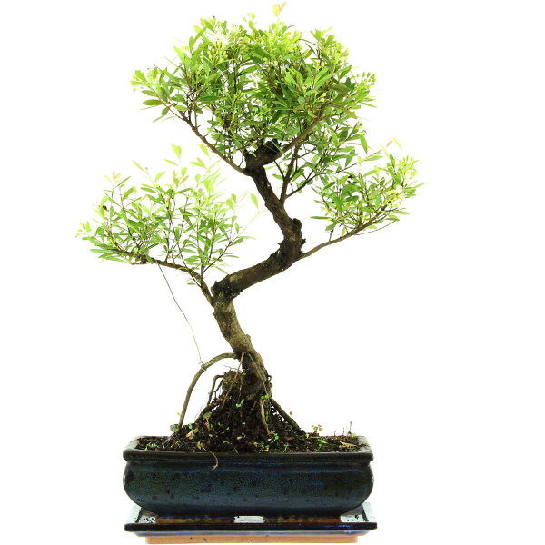 Brush cerry, Bonsai, 11 years, 49cm