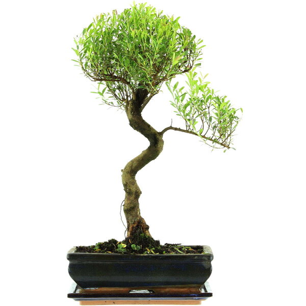 Brush cerry, Bonsai, 11 years, 47cm