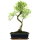 Brush cerry, Bonsai, 11 years, 48cm