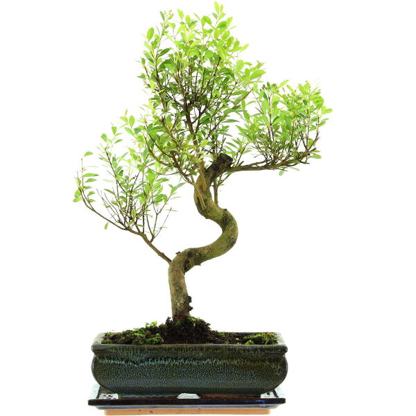 Eugenia, Bonsai, 11 anni, 47cm