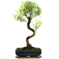 Syzygium, Bonsai, 11 años, 49cm