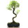 Brush cerry, Bonsai, 11 years, 49cm