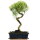 Brush cerry, Bonsai, 11 years, 45cm