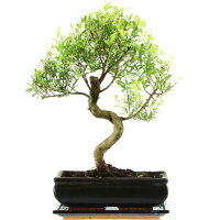 Brush cerry, Bonsai, 11 years, 41cm