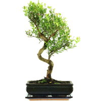 Brush cerry, Bonsai, 11 years, 46cm