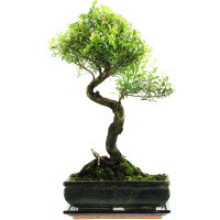 Syzygium, Bonsai, 11 años, 46cm