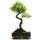 Brush cerry, Bonsai, 11 years, 46cm