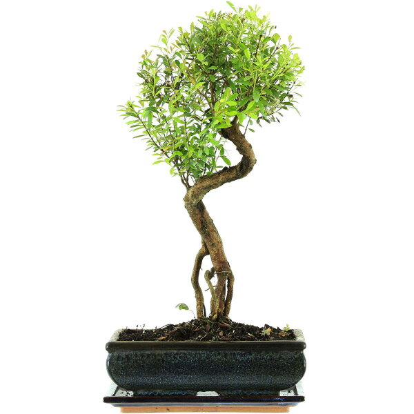 Eugenia, Bonsai, 11 anni, 46cm