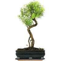 Kirschmyrte, Bonsai, 11 Jahre, 46cm